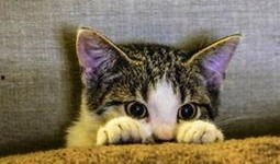 娱乐吃瓜酱猫条,揭秘娱乐圈那些不为人知的幕后故事